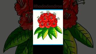 How to draw Rhododendron flower, national flower, Laliguras #drawing screenshot 3