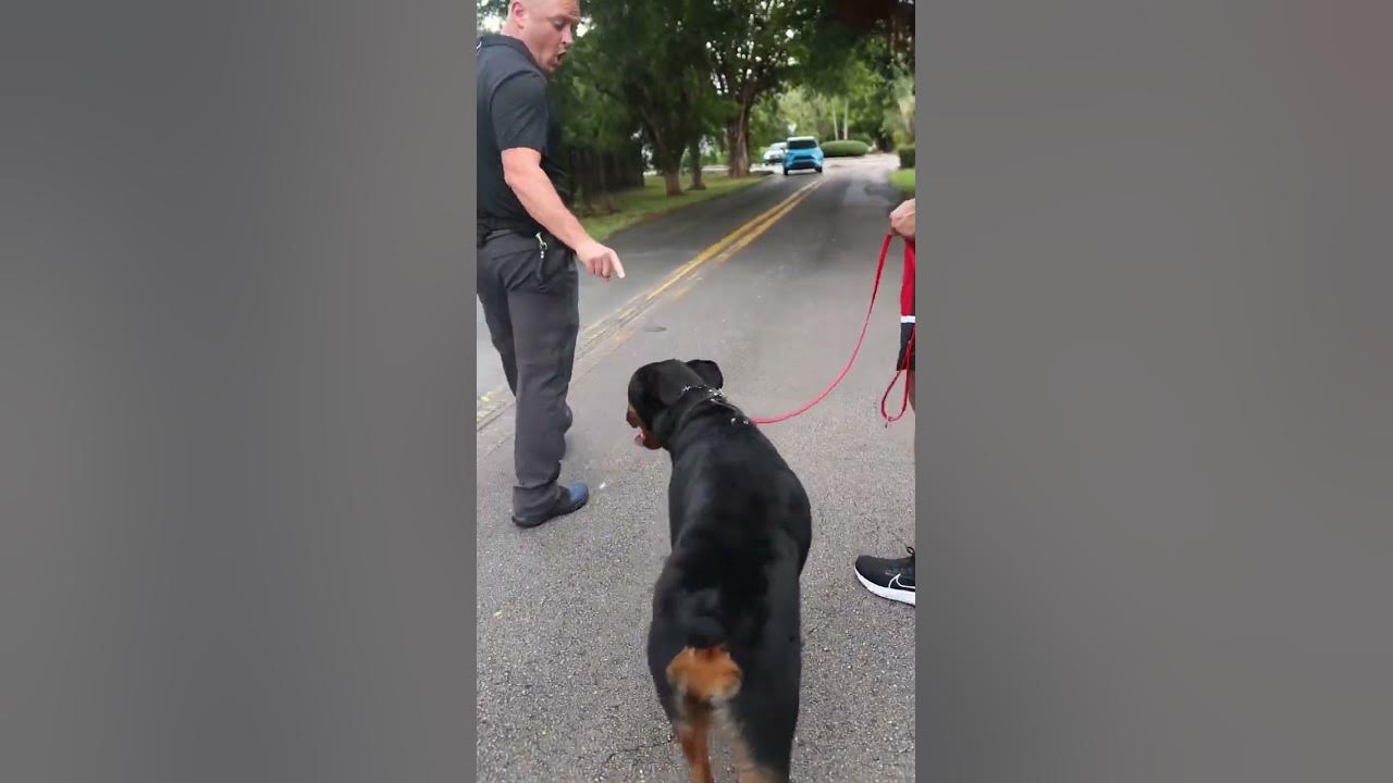 Teaching dog not to lunge at cars YouTube