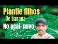 AÇAÍ E NOVO PLANTEI FILHOS DE BANANA NAIS ENTRI LINHAS AÇAÍ E NOVO PLANTEI FILHOS DE BANANA NAIS ENTRI LINHAS