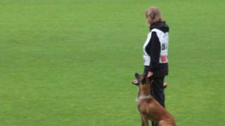 Torpeda Iz Komandy Azart Obedience Wm Fci-16