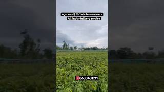 Agarwood plants available | wholesale nursery | All india delivery | contact 8638431211