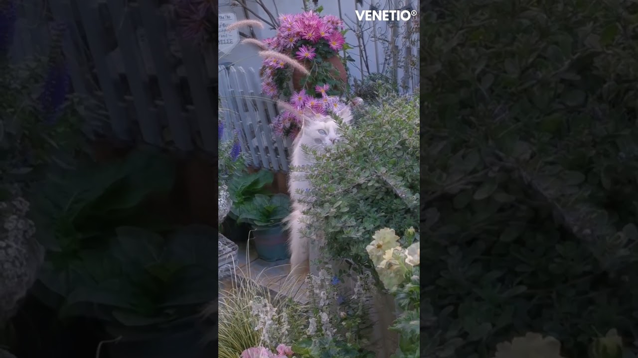 Where Do Ragdoll Cats Bask in the Morning Sun? 