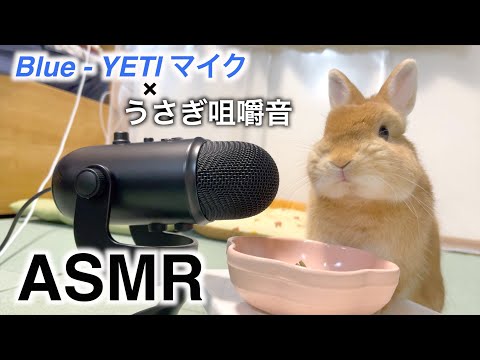 【ASMR】高性能マイクでうさぎの咀嚼音を撮った結果が…【ネザーランドドワーフのコッペ】