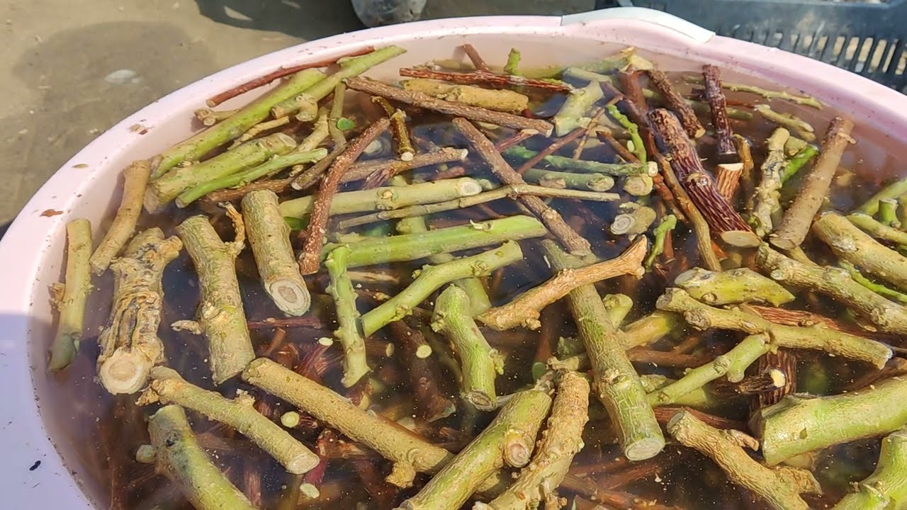 طريقة زراعه القلم من الف للياء