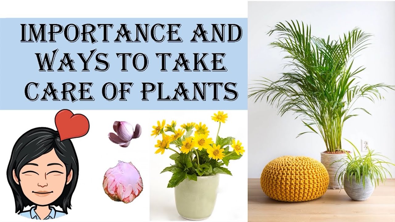 essay on how to take care of plants