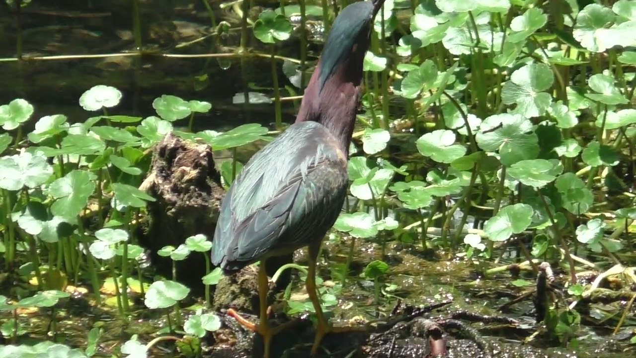 Watch the neck of this green heron when the live fish is swallowed! in The Villages, Florida