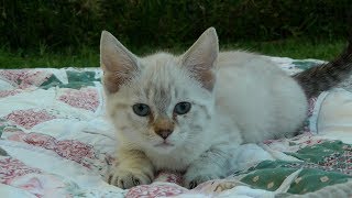 Highland Lynx Kittens 8 weeks old - 7-2-2018 by lynxhybrid 2,264 views 5 years ago 11 minutes, 24 seconds