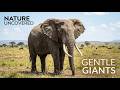 Elephants Gentle Giants of the Wild | Nature Uncovered