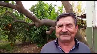 Portakal Ağaçlarında Kurumalara Çözüm