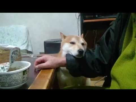 【癒し犬】カップ麺を感じる犬【柴犬】