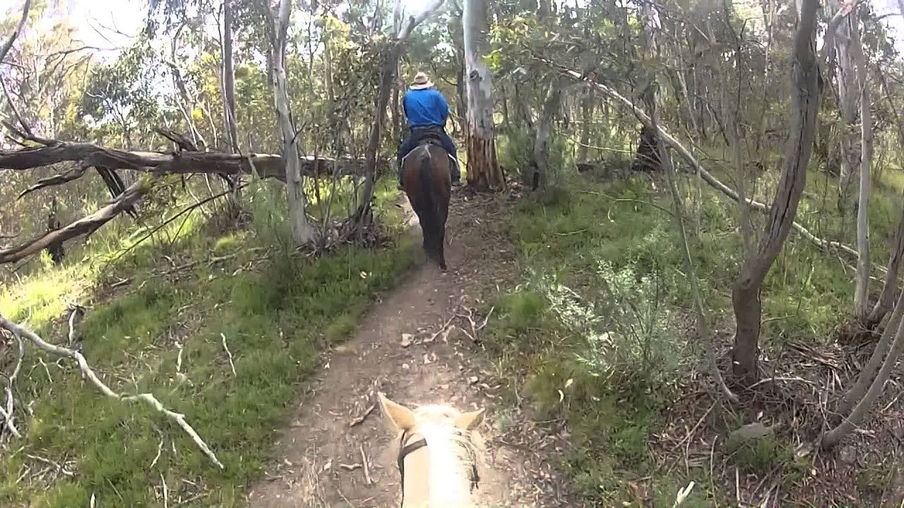 Riding Lesson & Trail Ride on Aussie - 9th January 2014