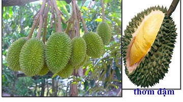 Bài giảng Online Khối lớp 4| Tuần 22| TĐ Sầu Riêng