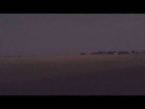 Early morning possible sighting (thylacine) bad footage