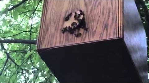 Honeybee Swarm Trap in Texas Pt. 2