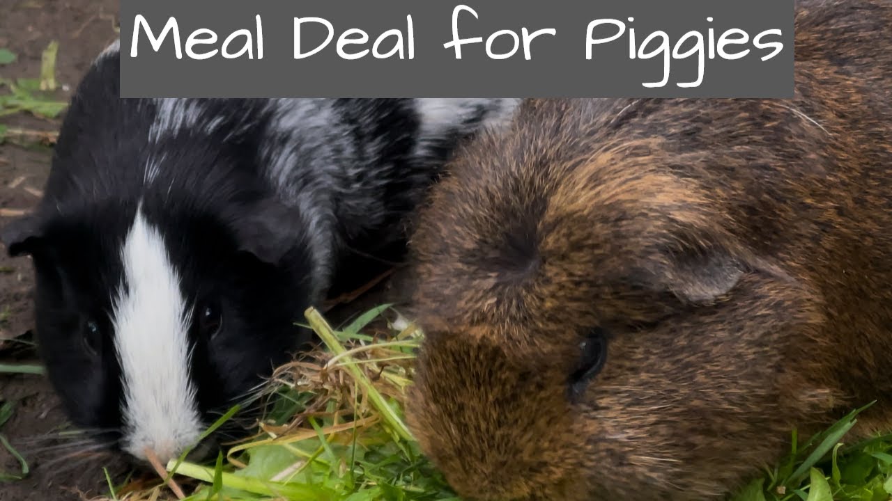 Fresh Look at Guinea Pigs Meal Deal For Piggies