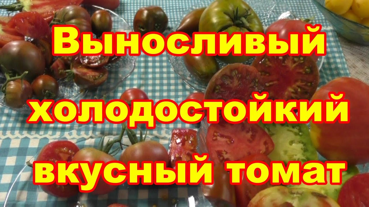 Томат Царское Искушение Фото