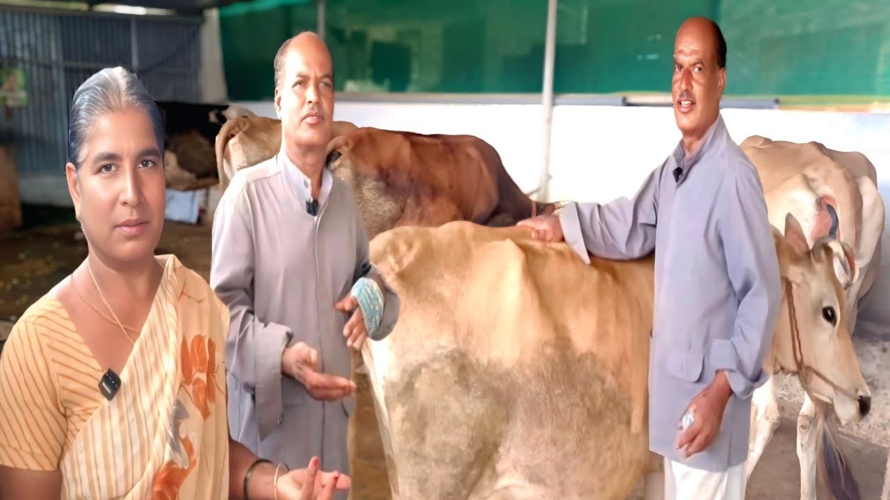 மில் தொழிலாளி 10 மாடுகளுடன் ஆரம்பித்த மாட்டுப்பண்ணை தினமும் Hutsanக்கு100 லிட்டர் பால் |Siva Arun Tv