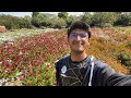 🤩🌸🌻 UNSEEN BLOOMING SITE OF IISER BHOPAL | #iiserbhopal #india #campping #2025 #myfirstvlog