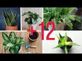 12 Plantas Para Los Lugares Más Oscuros Del Interior De Tu Casa