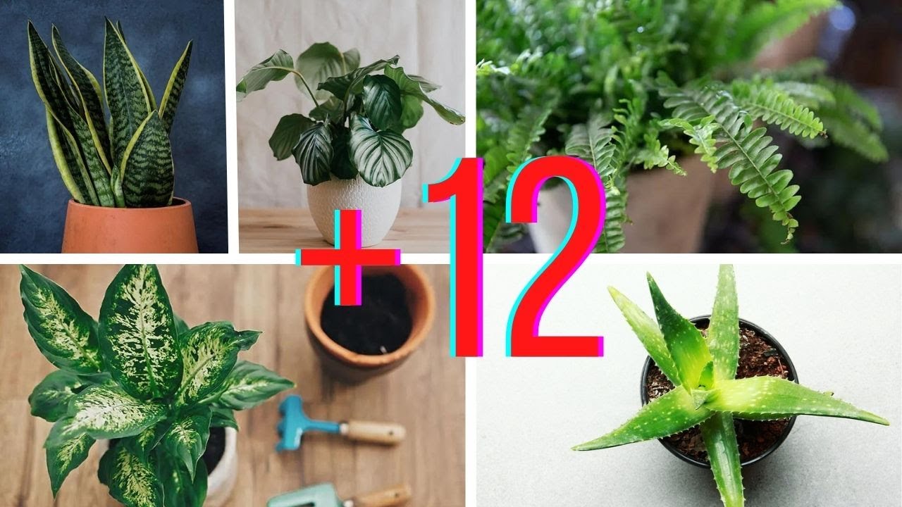 12 Plantas Para Los Lugares Más Oscuros Del Interior De Tu Casa - YouTube