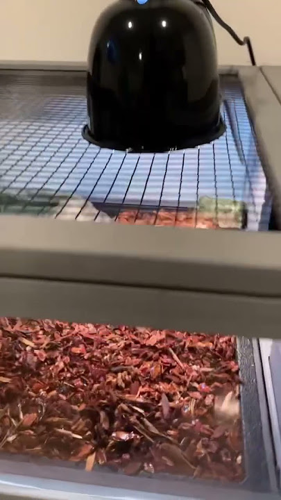 A great Enclosure for great Box turtles and Tortoises