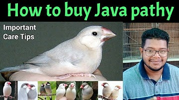 Young Java Sparrow care tips | Java Sparrow self chicks identification | Java sparrow | Java bird