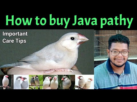 Young Java Sparrow care tips | Java Sparrow self chicks identification | Java sparrow | Java bird