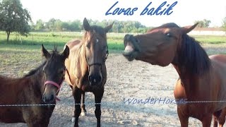 Lovas bakik, vicces pillanatok #1 Lovas bakik, vicces pillanatok #1