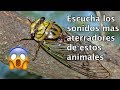 sonidos de animales que te helarán la sangre