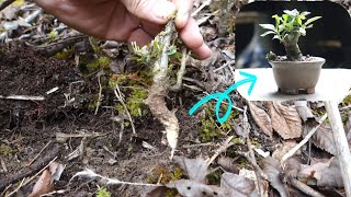 春の里山で梔子（クチナシ）を山採り　小さな盆栽を作る  415