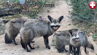 Les renards sont de beaux animaux sauvages by Animal group Eu 1,489 views 2 years ago 8 minutes, 42 seconds