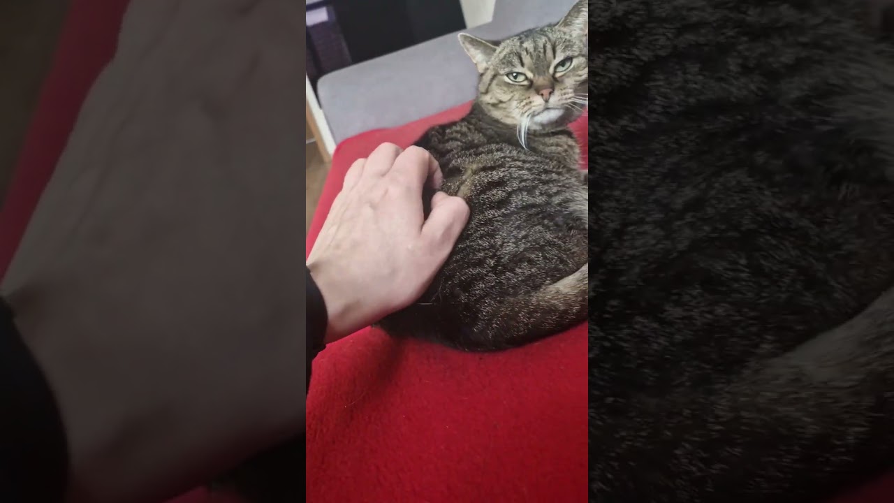 😻Müde Lucy wird gestreichelt😽 