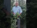 قبل ماموت وصيت ارد اشوفك 