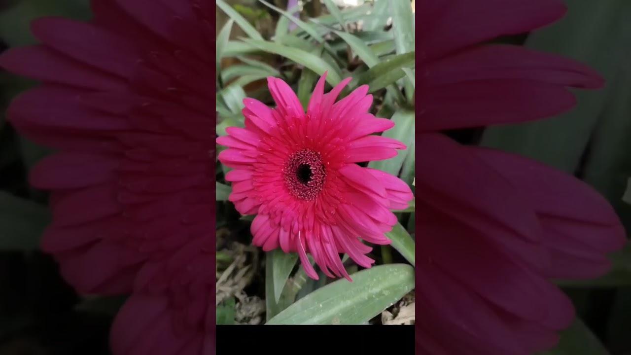 The contrats of this red flower against the black and white background is a stunning diaplay nature.