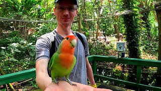 Love Birds - Ocho Rios, Jamaica