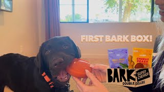 LABRADOR PUPPY'S FIRST BARK BOX! by Woodford The Chocolate Lab 3,359 views 3 weeks ago 3 minutes, 51 seconds