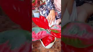 PERAWATAN #rutinitasmingguan  #aglonema #suksom #merah #cantik #segar #shorts