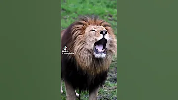 زئير الأسد أسد 