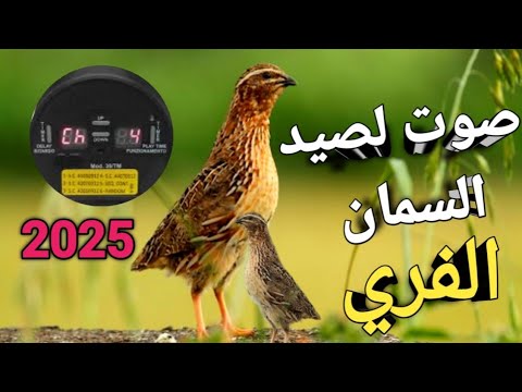 صوت لصيد السمان الفري 2025