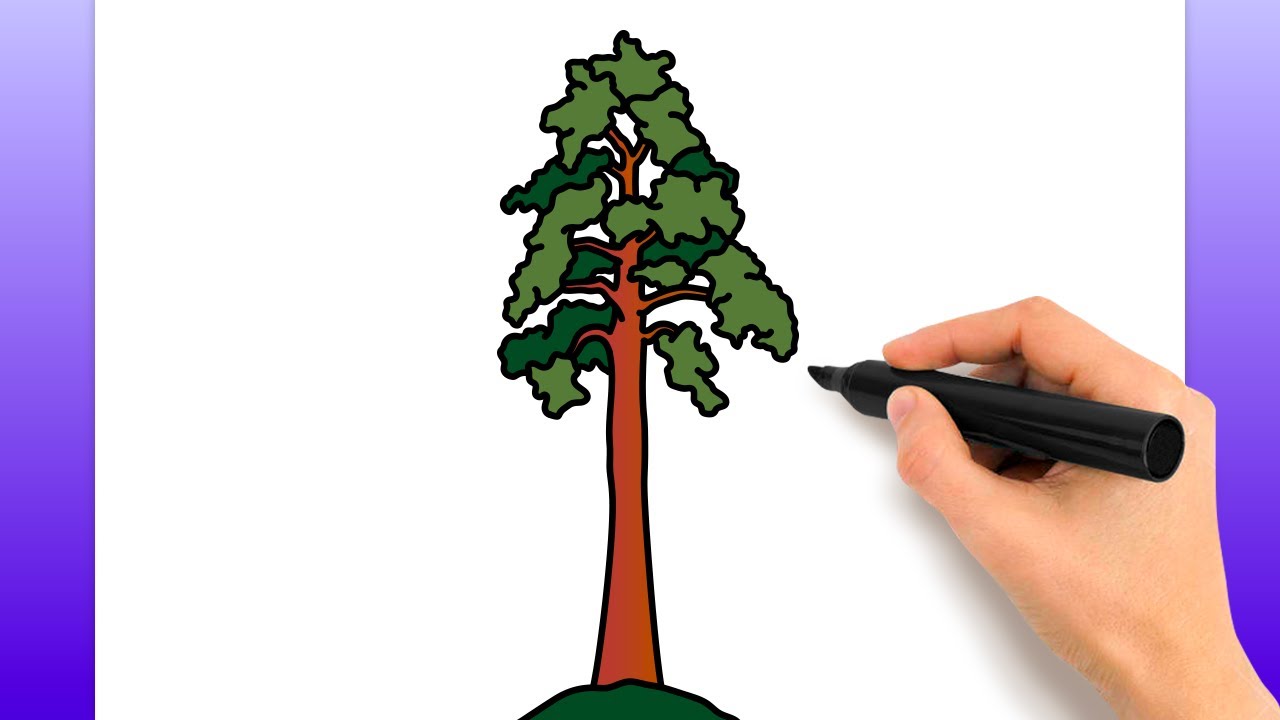 Cómo Dibujar Un Árbol De Secoya (Tutorial De Dibujo Fácil), image size:1280x720