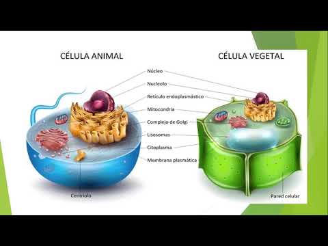 Excreción en Bacterias, Protistas y Hongos 🍄🦠