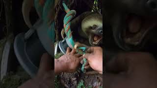 Hands Prying Synthetic Rope in a Tight Forest Den