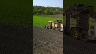 Ropa Tiger Cuts With Class #ropa6