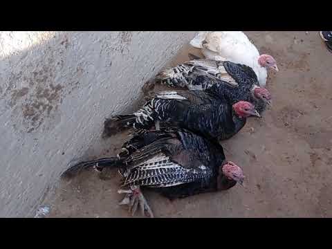парандабозори хулбук