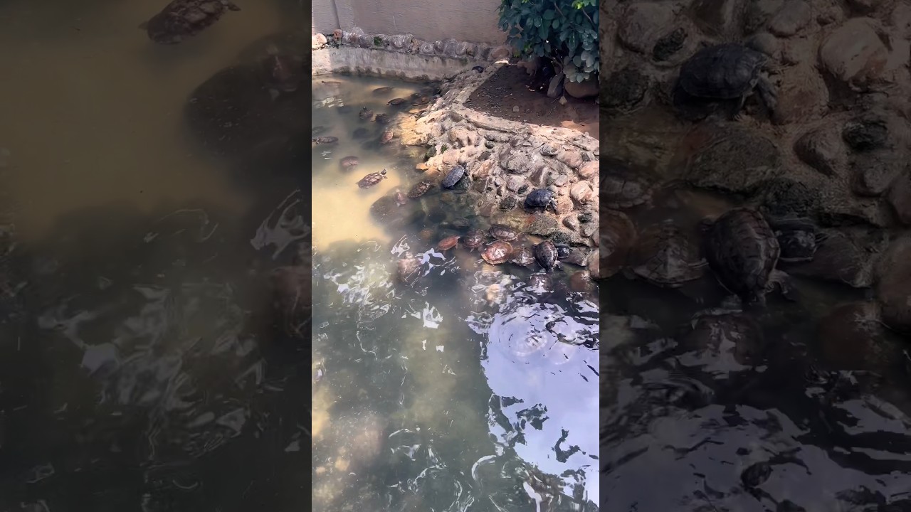 A bale of turtles basking in the sun 