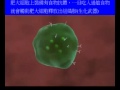 Allergy 3D Medical Animation (????).wmv