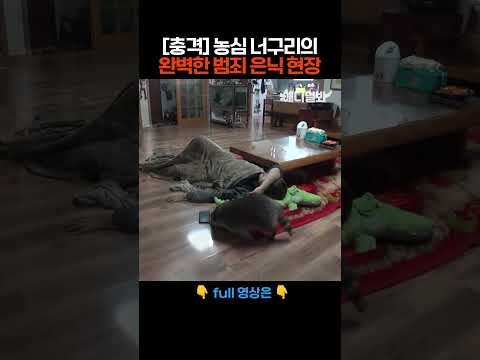 [충격] 농심 너구리의 완벽한 범죄 은닉 현장 #애니멀봐 #shorts