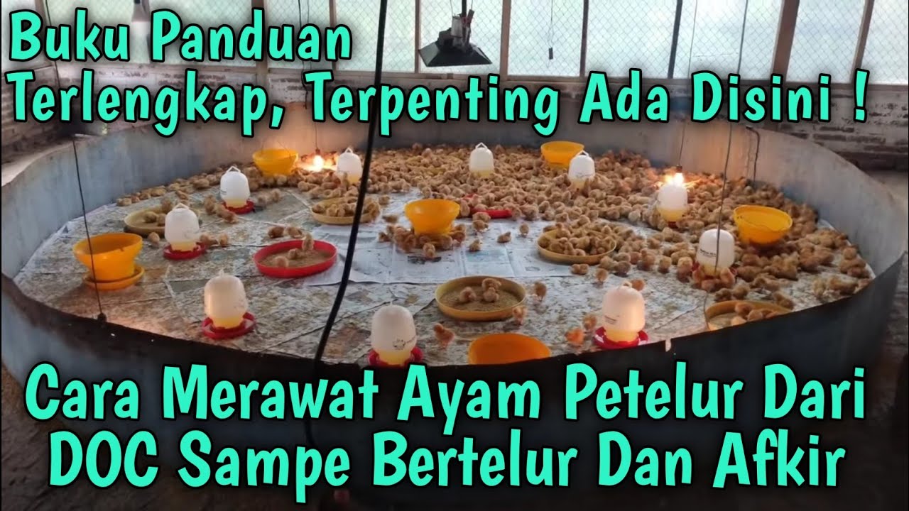 Cara Merawat Ayam Petelur Dari DOC Sampe Produksi Bertelur Dan Afkir. Lengkap 100 %