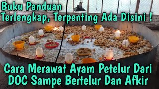 Cara Merawat Ayam Petelur Dari DOC Sampe Produksi Bertelur Dan Afkir. Lengkap 100 %