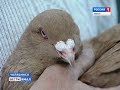 Владельцы ценных пород голубей собрались на выставке в Челябинске